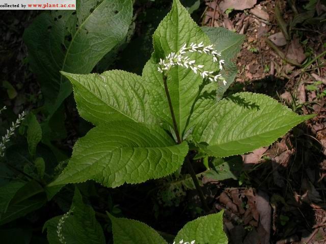 四塊瓦(分葉芹)