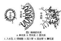 多孔動物門（化石）