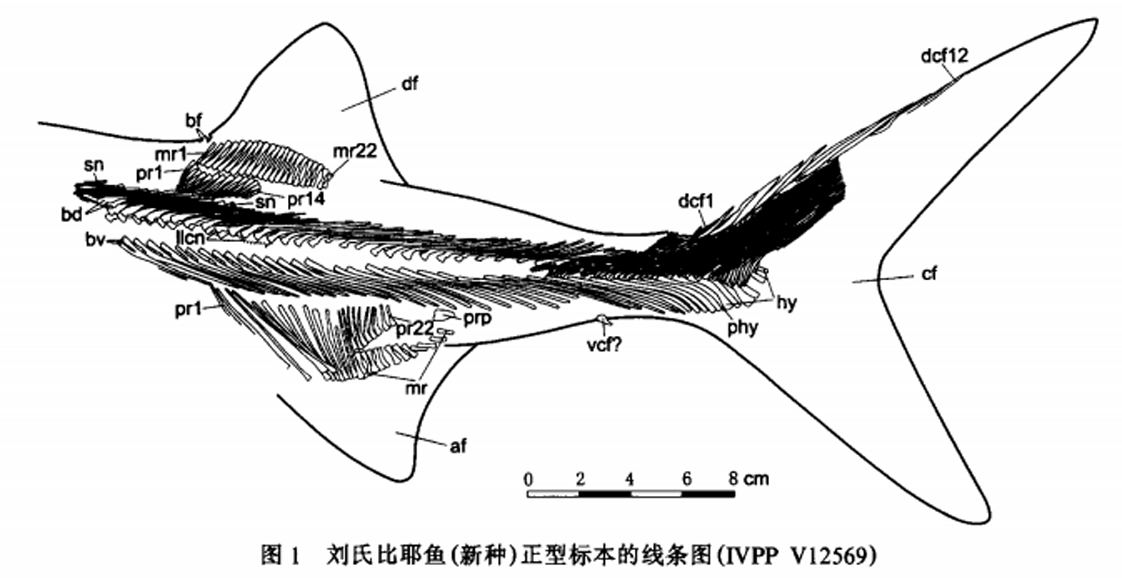 劉氏比耶魚（新種）正型標本的線條圖