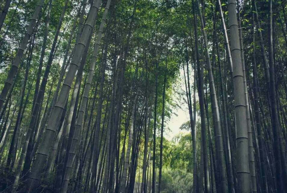 桃花山風景區