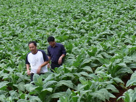 烤菸種植