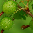 刺果茶藨子(刺梨（虎耳草科茶藨子屬植物）)