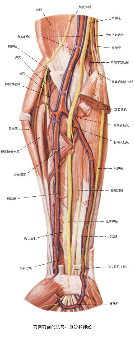 前臂前面的深靜脈