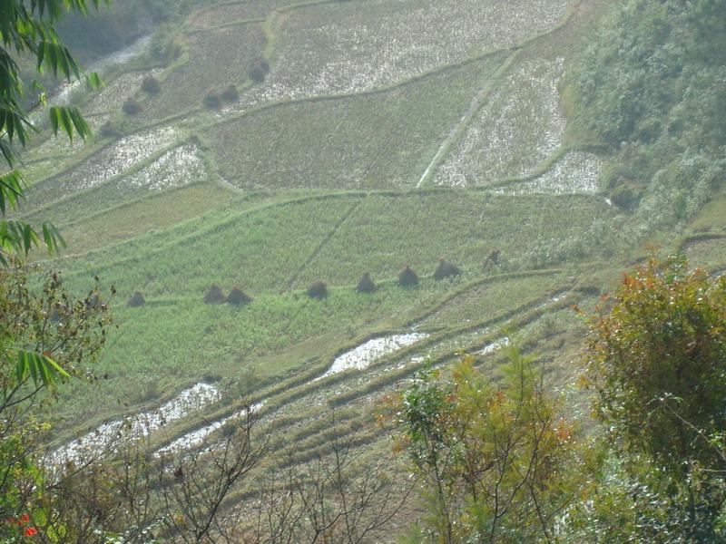 村內田地