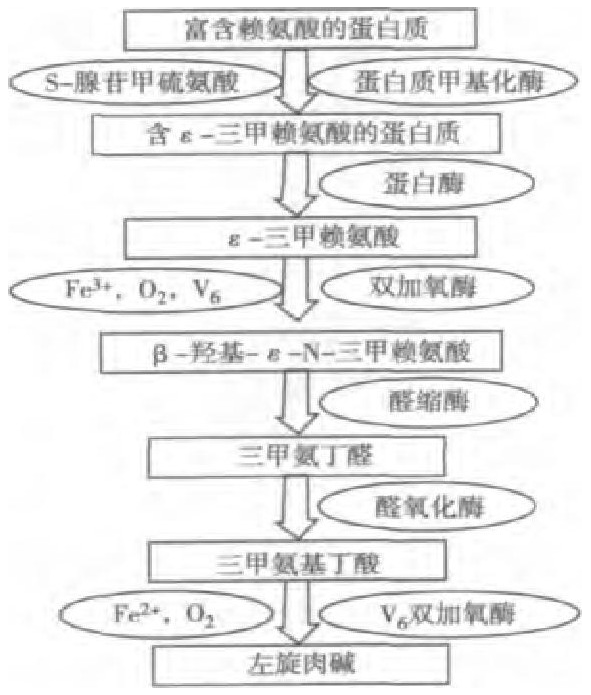 左旋肉鹼(L-肉鹼)