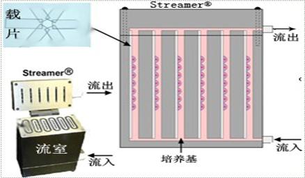 細胞動力學之細胞流體切應力載入系統模型