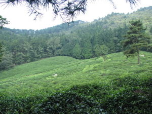 中國科學院廬山植物園