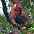 皺盔犀鳥屬