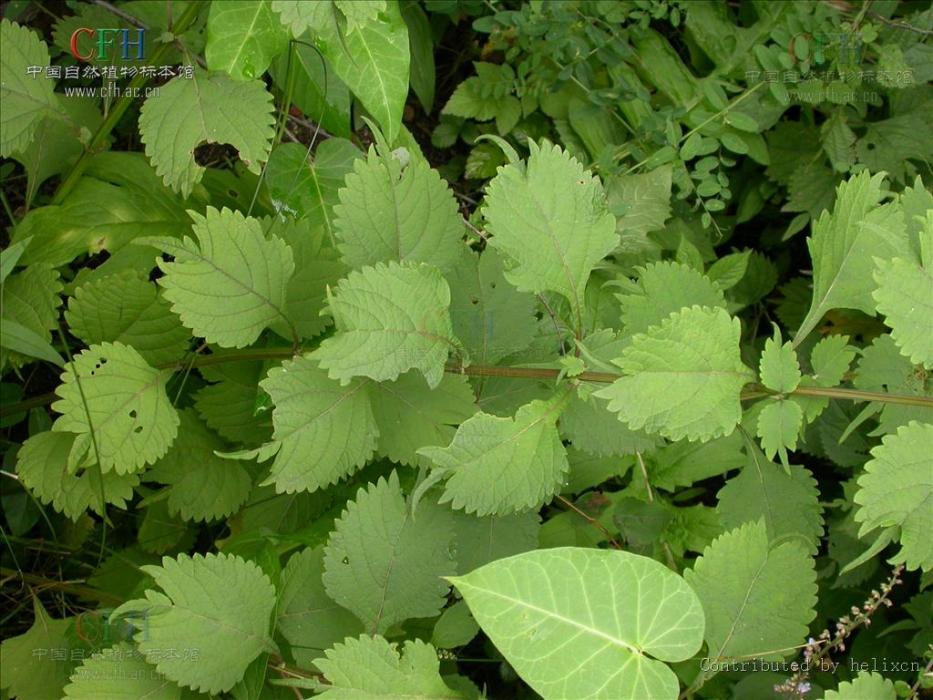 柄葉香茶菜