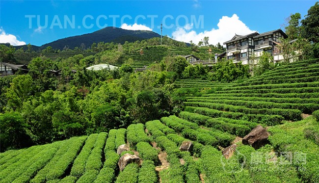 三洲茶園