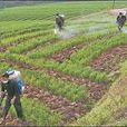 清坪村(雲南省劍川縣金華鎮下轄村)