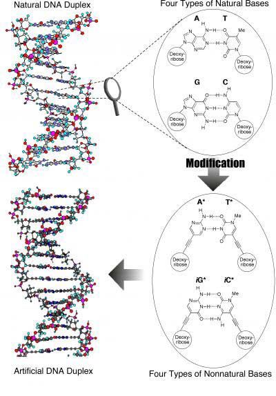 DNA