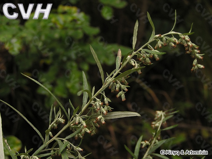 小白蒿(菊科艾屬植物冷蒿)