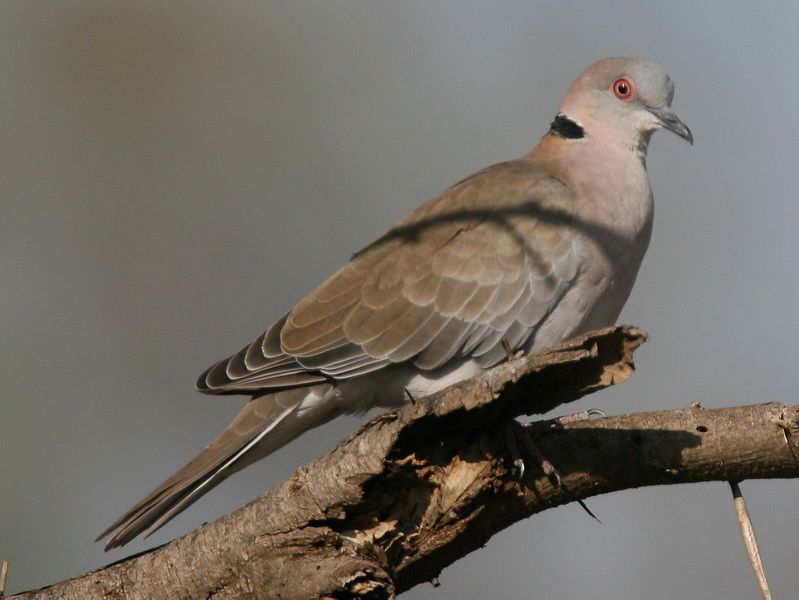 灰頭斑鳩