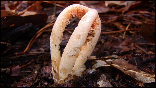 Clathrus columnatus