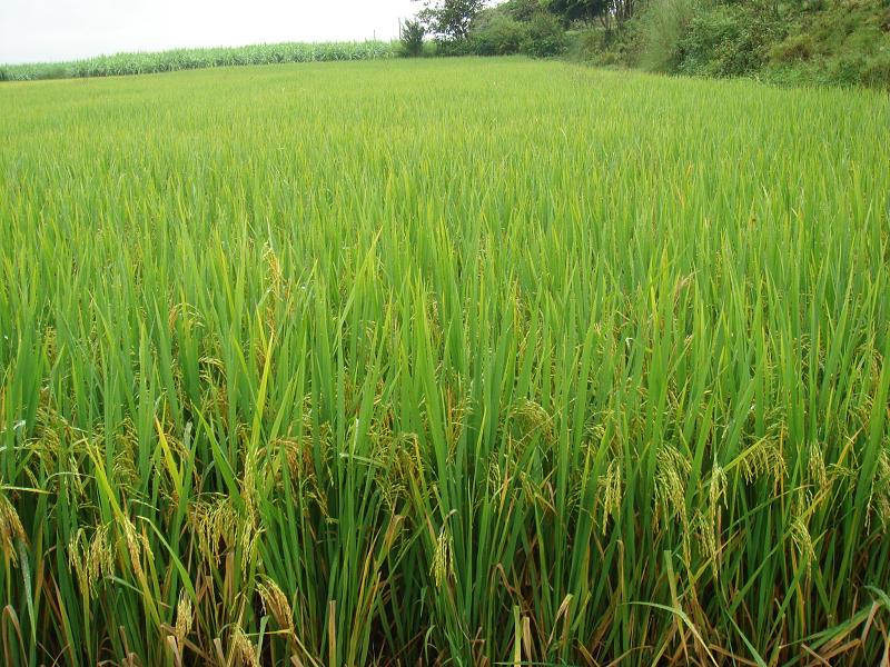 河邊自然村種植的優質水稻