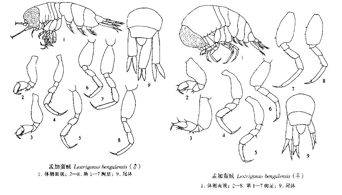 孟加蠻戎