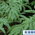 鳳丫草(植物)