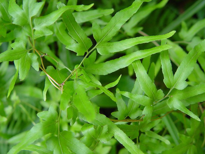 海金沙根(植物名稱)