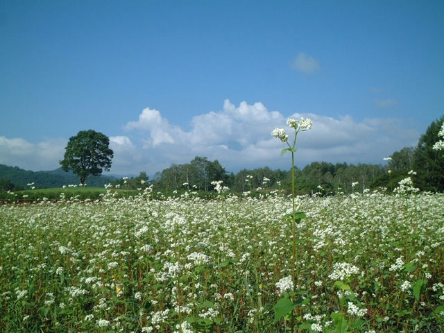 蕎麥(buckwheat)