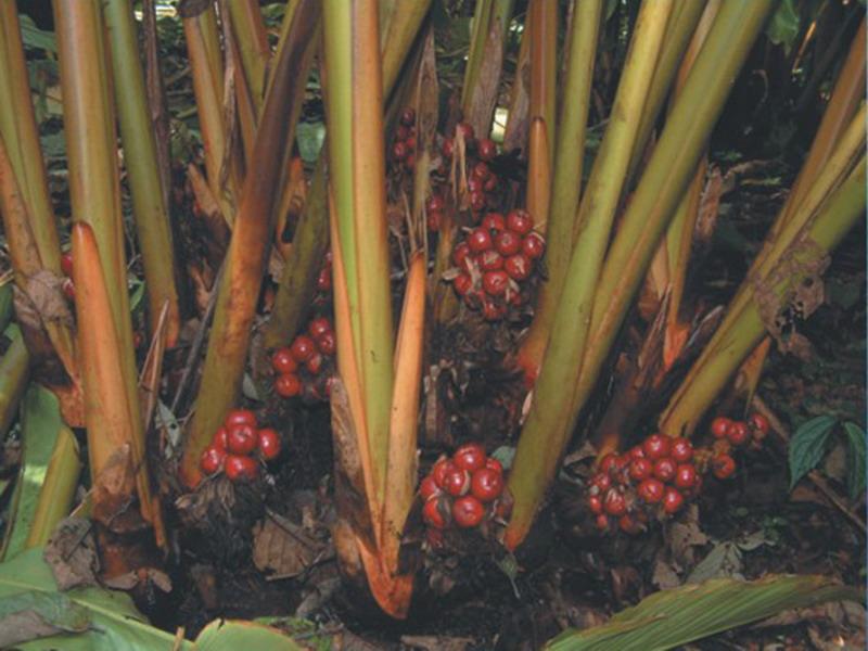 瓦苦自然村草果種植業