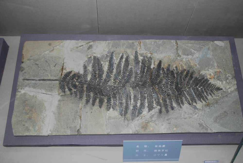 植物化石9