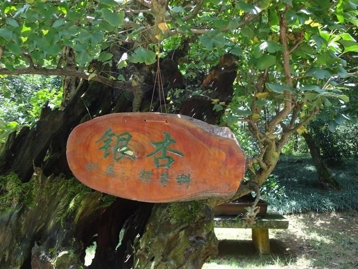 棗莊北莊鎮朱山寺村南頭