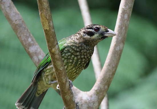 斑園丁鳥