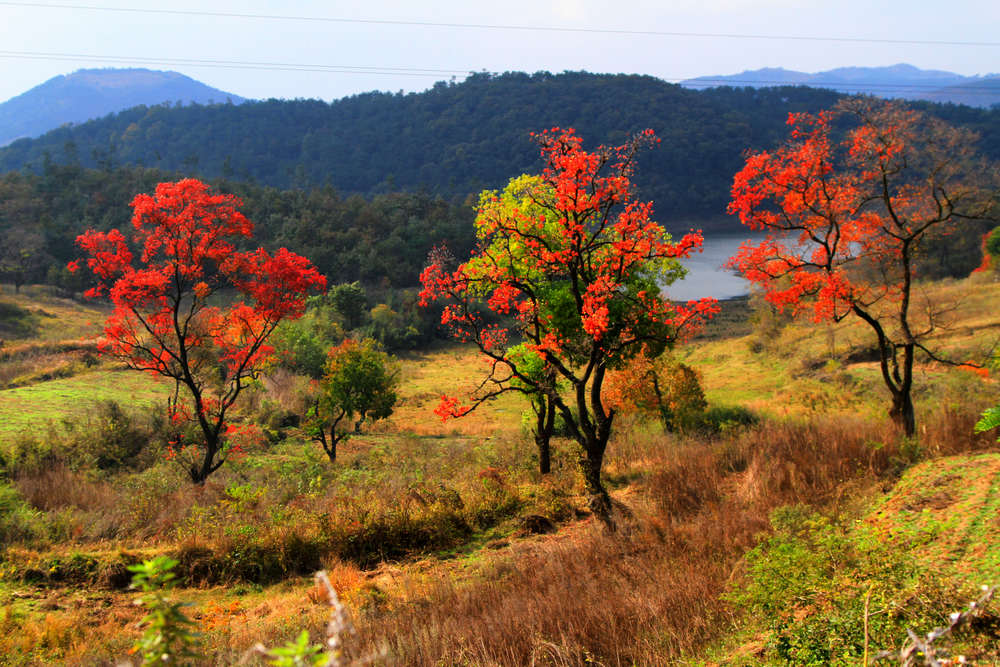 北山村