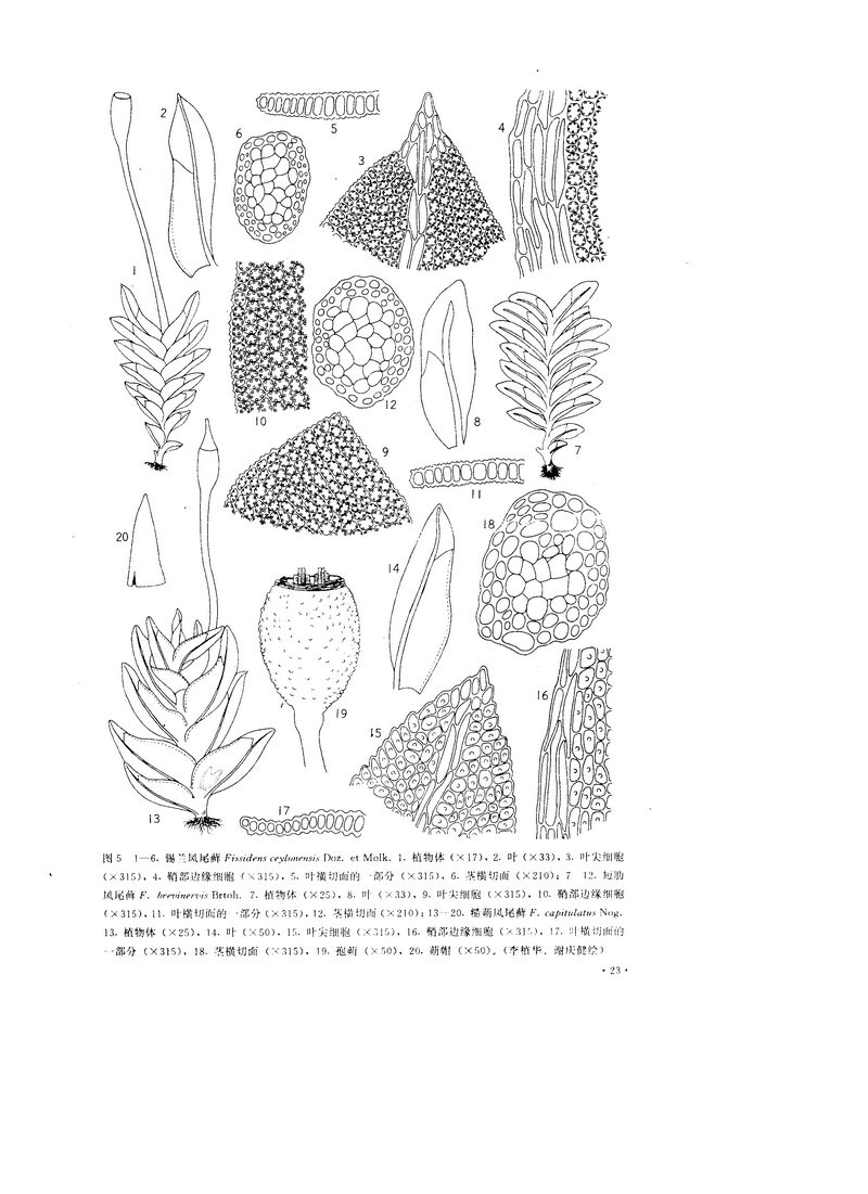 錫蘭鳳尾鮮