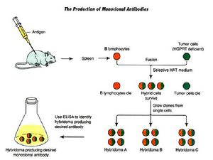 單克隆抗體製備流程