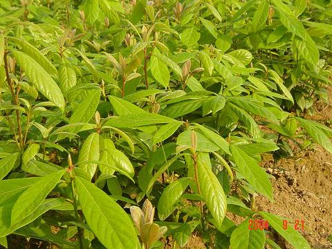 花櫚木(花梨木（花櫚木的別名）)