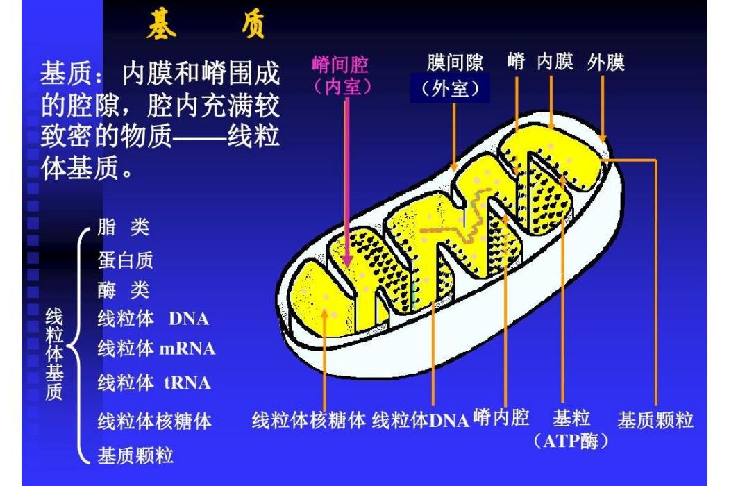 線粒體蛋白質轉運