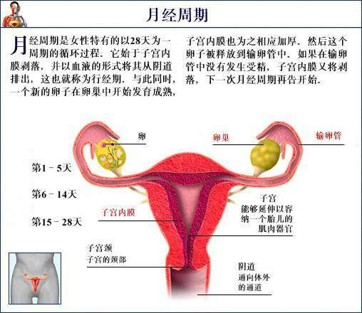 月經周期圖1