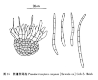 假蓬假尾孢