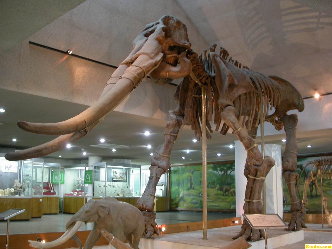 中國古動物館展品