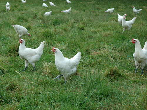 圖1 布雷斯（bresse）雞養殖現場