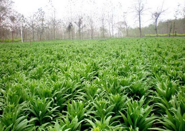 義門苔乾種植