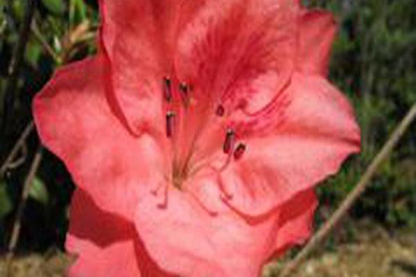 Rhododendron \x27Girard\x27s Salmon\x27