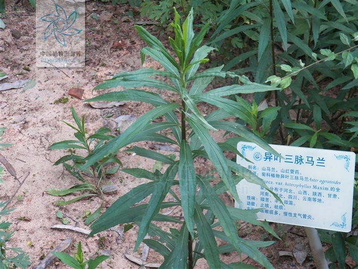 三脈紫菀-異葉變種(菊科紫菀屬)