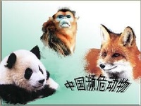 中國瀕危動物