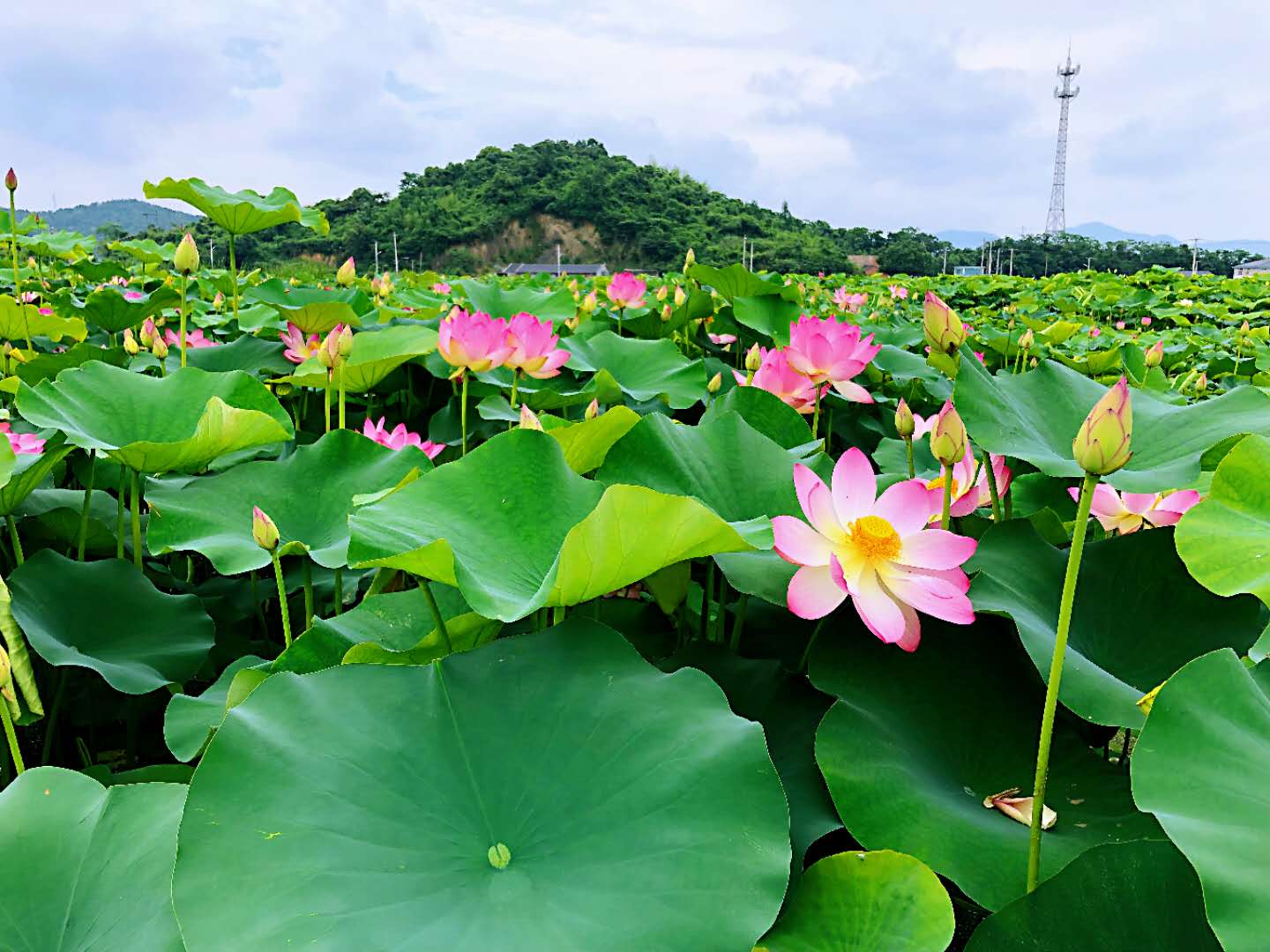 黃避岙鄉