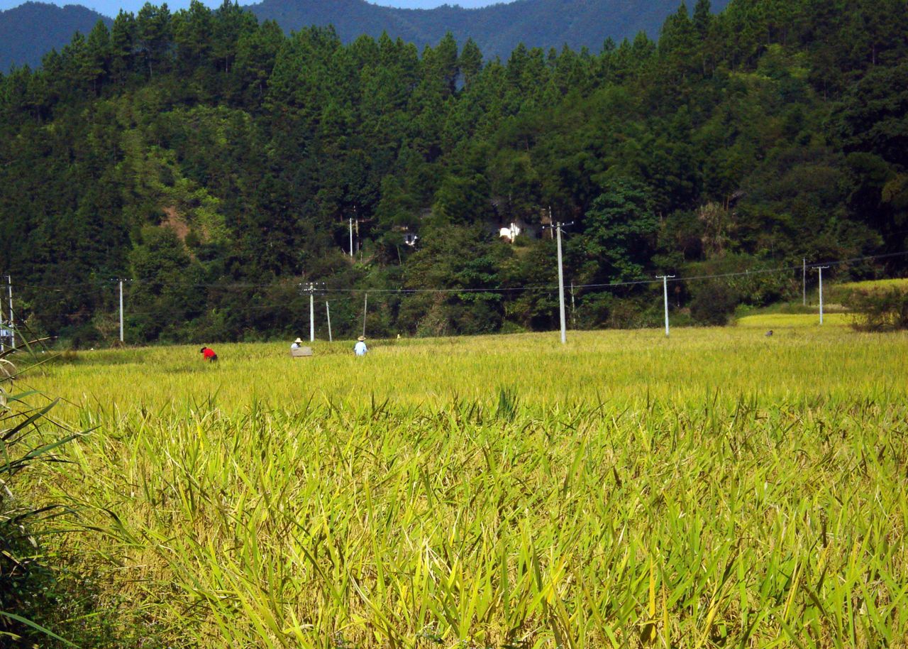 小河鄉(湖南省瀏陽市小河鄉)