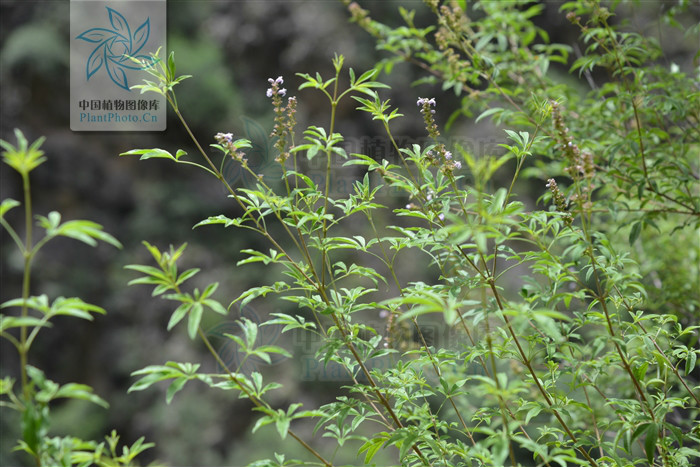 小葉荊（變種）