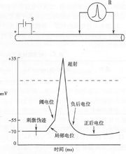 動作電位的全或無