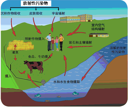 圖3  放射性污染物在生物圈的循環