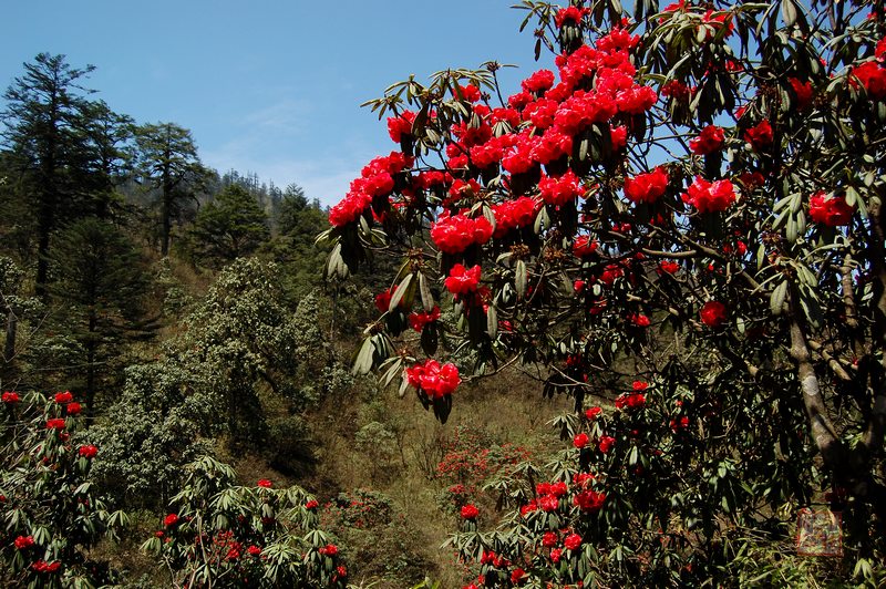 杜鵑溝