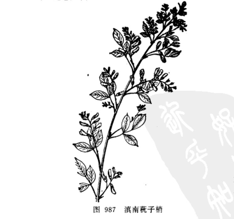 滇南杭子梢(植物)