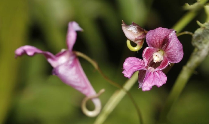 柳葉菜狀鳳仙花