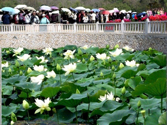 白蓮池(梁野山白蓮池)